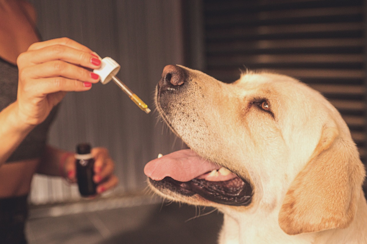 How to Use Essential Oils Safely for Pet Grooming